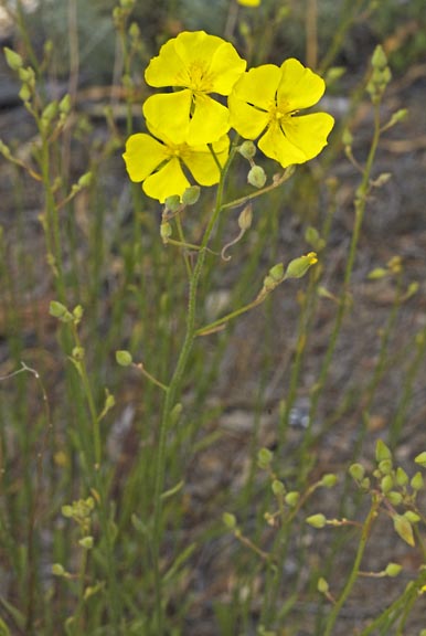 crocanthemum scoparium 1 graphic